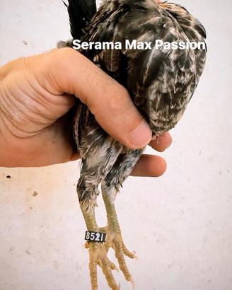 Super toy serama maxpassion