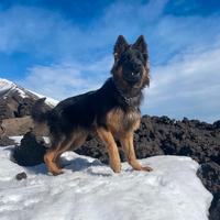 Pastore tedesco pelo lungo