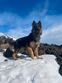 Pastore tedesco pelo lungo