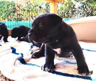 Cuccioli cane corso alta genealogia
