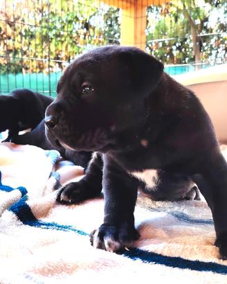 Cuccioli cane corso alta genealogia