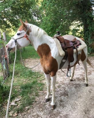 Paint horse