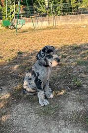 Cuccioli di Alano