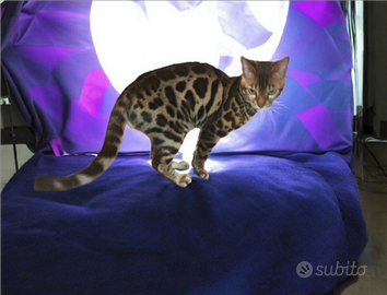 Gatto Bengala Maschio