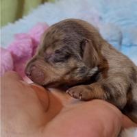 Bassottina arlecchino kaninken