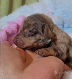 Bassottina arlecchino kaninken