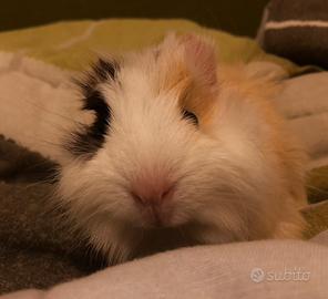 Porcellino d'india/cavia