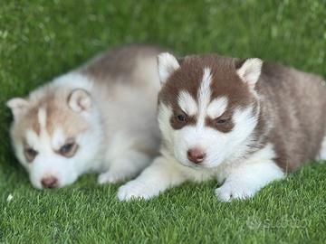 Husky