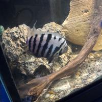 Ciclidi africani/sud americani