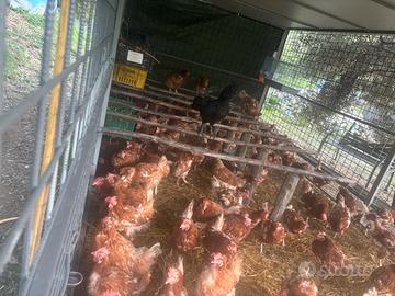 Galline ovaiole giovani