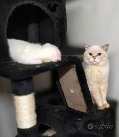 Scottish straight con pedigree