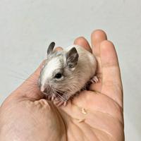 Degu del Cile