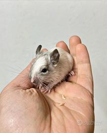 Degu del Cile