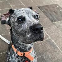 Boxer incrocio con Bracco