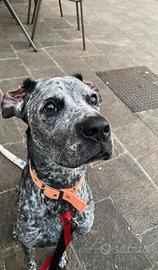 Boxer incrocio con Bracco