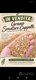 Grano Senatore Cappelli 
