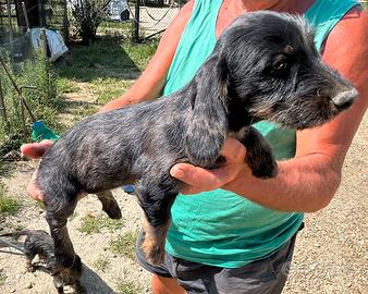 Cuccioli bassotto tedesco