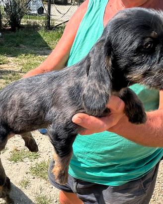 Cuccioli bassotto tedesco