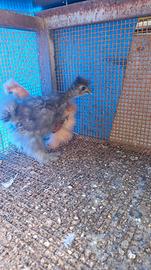 Galline ornamentali