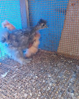 Galline ornamentali