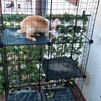 gabbia con il coniglio o da sola 