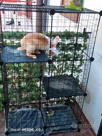 gabbia con il coniglio o da sola 