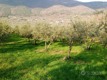 Terreno con uliveto