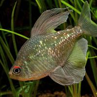 Moenkhausia (tetra sudamericani)