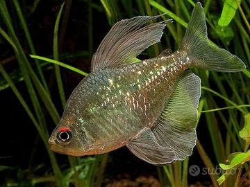 Moenkhausia (tetra sudamericani)