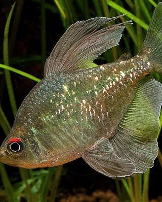 Moenkhausia (tetra sudamericani)