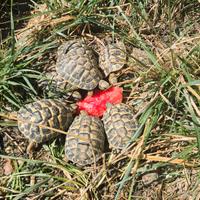 Tartarughe hermanni hermanni