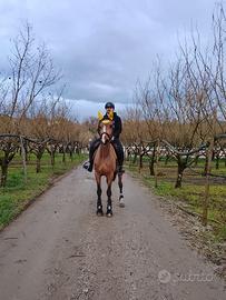 Cavalla sella Italia