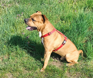 Pitbull maschio per monta