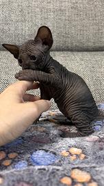Sphynx
