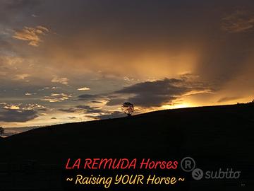 LA REMUDA Horses 