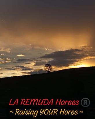 LA REMUDA Horses 