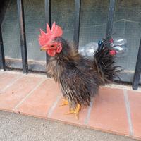 Serama satin e silkie
