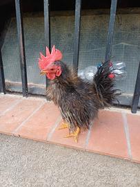 Serama satin e silkie