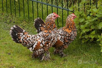 Sabelpoot galline coppia