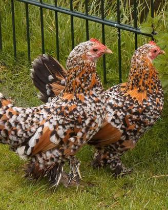 Sabelpoot galline coppia