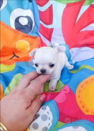 Mini chihuahua mini