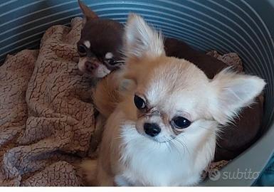 Chihuahua