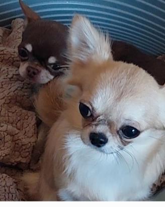 Chihuahua