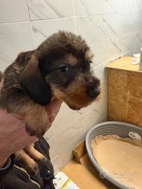 Bassotti a pelo duro