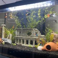 acquario completo