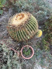 Cuscino di suocera