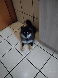 Spitz di Pomerania maschio