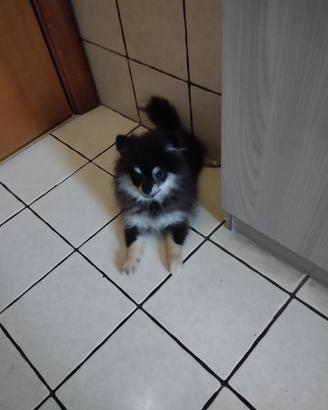 Spitz di Pomerania maschio