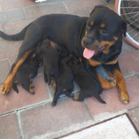 Rottweiler