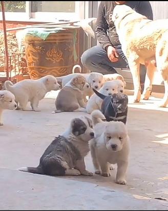 Cuccioli pastore dell'asia centrale